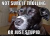 funny-dog-pictures-not-sure-if-trolling-or-just-stupid.jpg